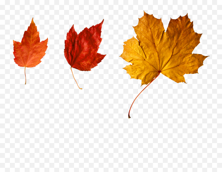 More Autumn Leaves Fall Lthanksgiving Decoration Overla - Fall Leaves Falling Emoji,Autumn Leaf Emoji