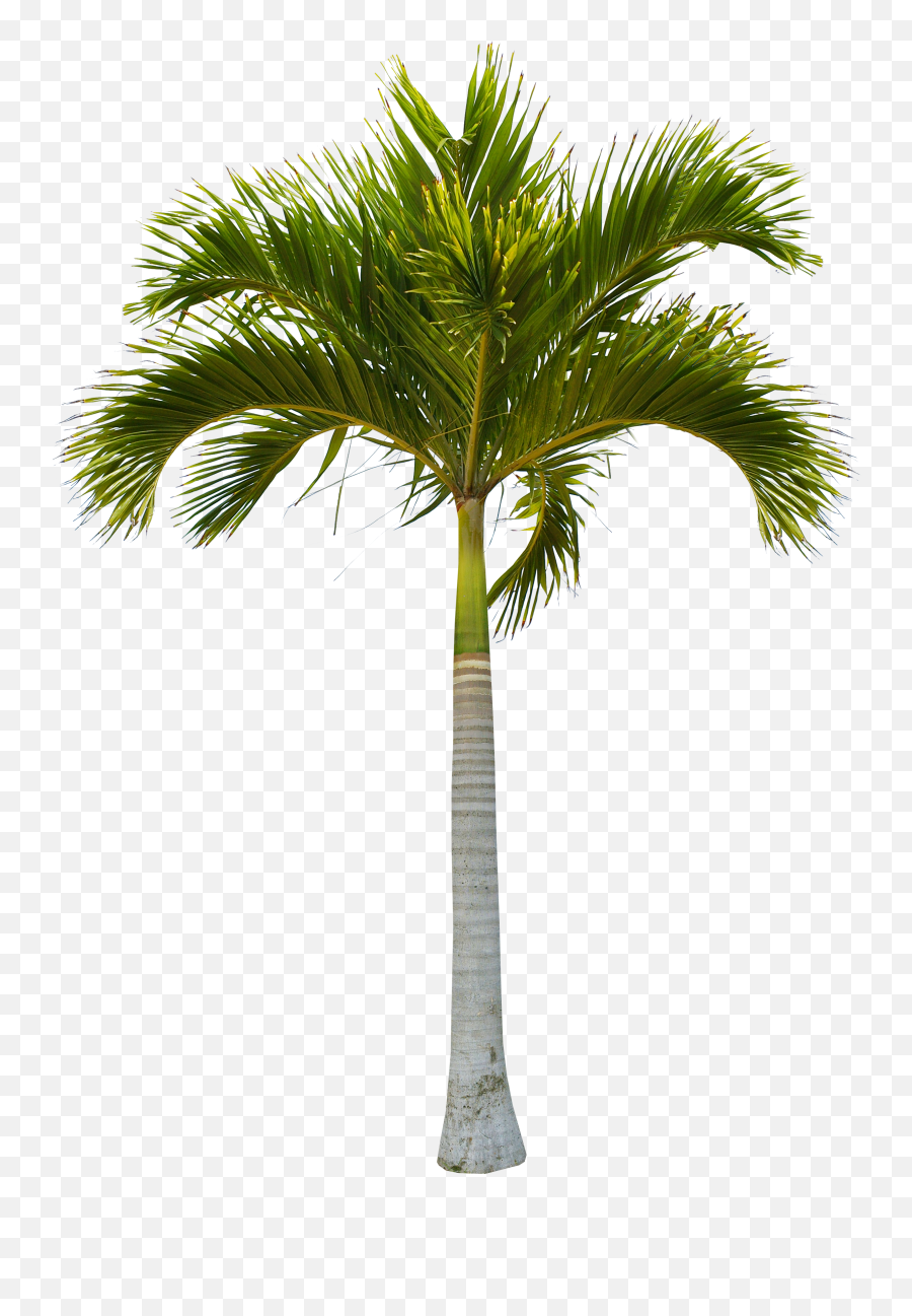 Download Beautiful Green Coconut Tree Trees Free Hq Image - Coconut Tree Png Emoji,Palm Tree Emoticons