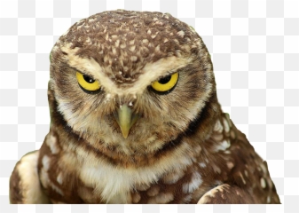 owlowl city Sticker by pornik - Little Owl Emoji