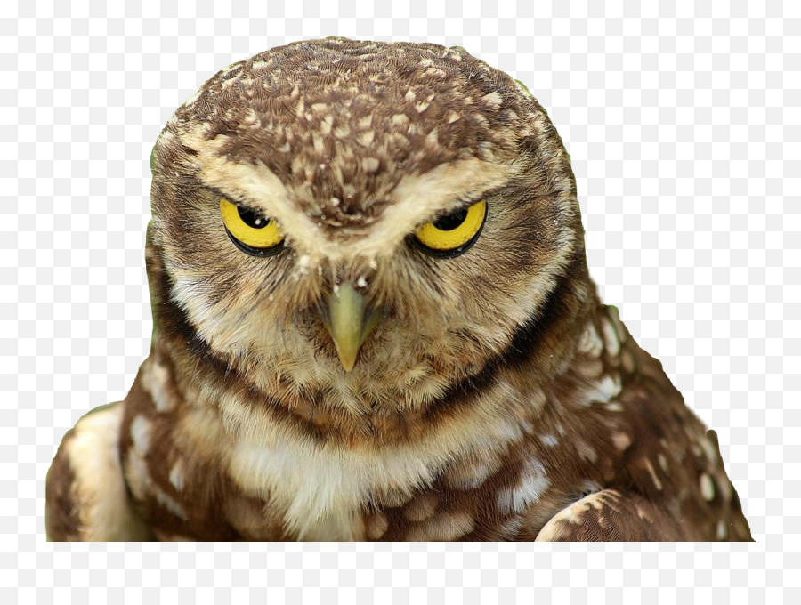 Owlowl City Sticker By Pornik - Little Owl Emoji,Owl Emoji Text