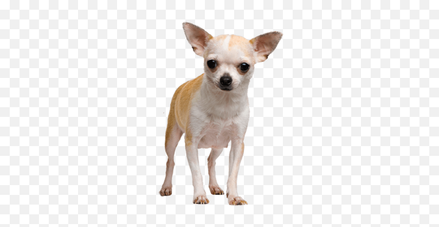 Chihuahua Clipart Transparent Picture - Chihuahua Png Emoji,Chihuahua Emoji