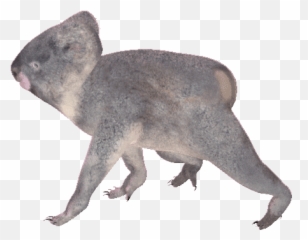 Koala Bear Stickers For Android Ios - Koala Transparent Background Gif Emoji,Koala Emoticons