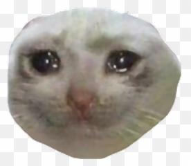 Sad Cat Png Picture - Sad Cat Face Transparent Emoji,Cat Heart Emoji Meme