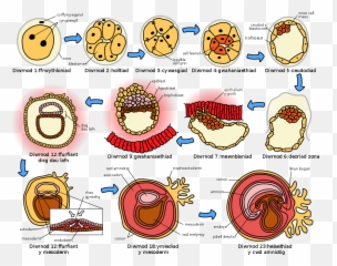 Embryogenesisdynol - Human Emoji