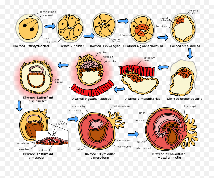 Embryogenesisdynol - Human Embryogenesis Emoji,Emoticon Wallpaper