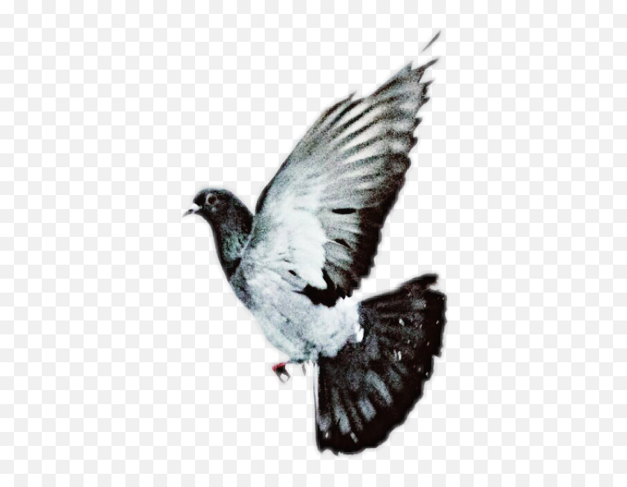 Pigeon Pigeons Bird Birds Birdsphotography Birdsticker - Stock Dove Emoji,Pigeon Emoji