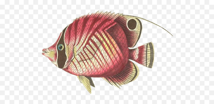 Fish Tropicalfish Seacreature Seacreatures Scseacreatur - Chaetodon Emoji,Tropical Fish Emoji