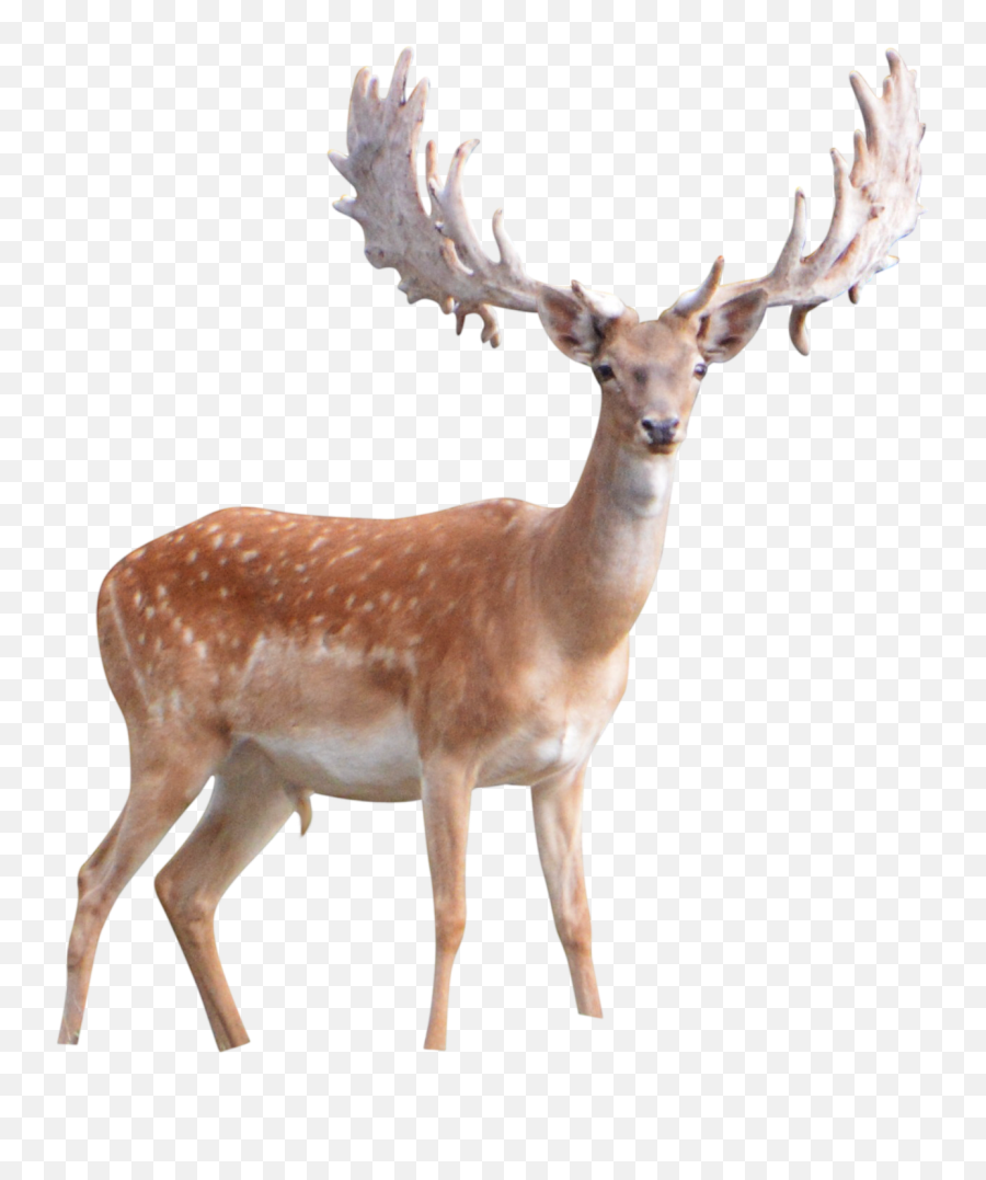 Free Deer Transparent Background Download Free Clip Art - Winter Deer Png Emoji,Deer Emoji