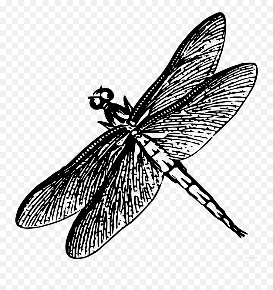 Dragonfly6 Bpng Printable Coloring4free - Con Chun Chun Vector Emoji,Dragonfly Emoji