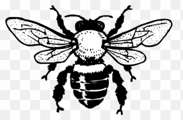 The Best Bee Line Drawing Transparent Pics - Clip Art Emoji