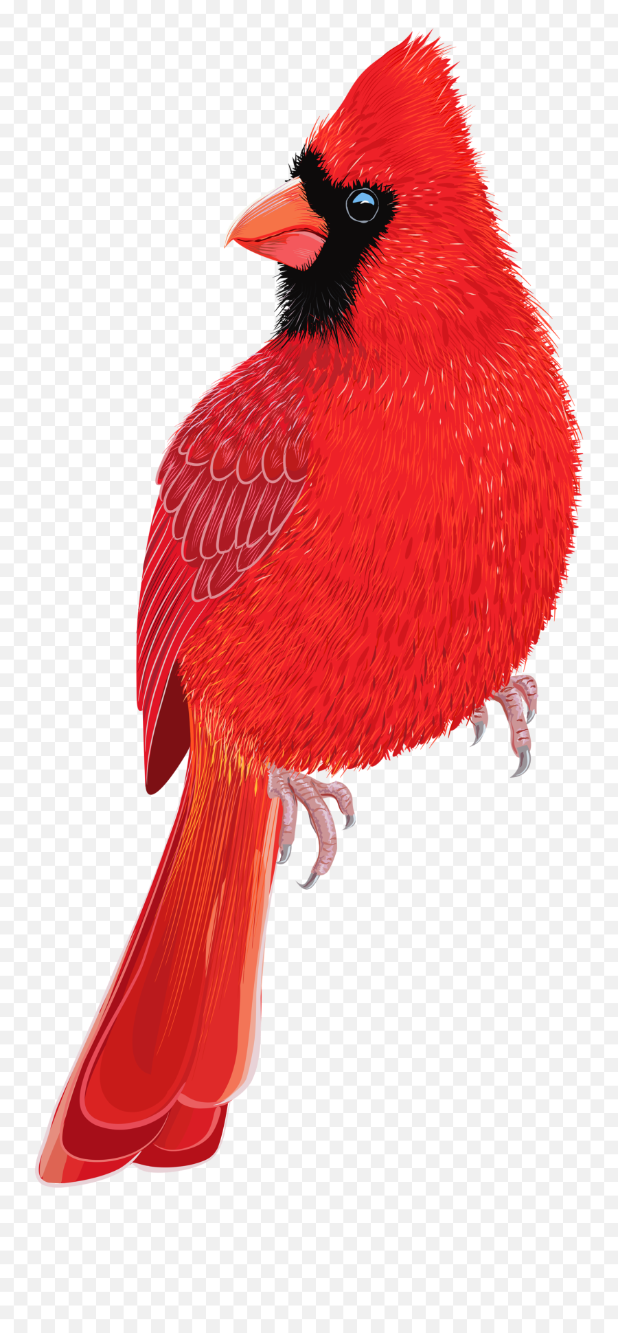 Red Bird Transparent Png Clipart Free - Red Bird Png Clipart Emoji,Cardinal Bird Emoji