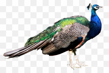 Free Peacock Transparent Download Free - Peacock Images Png Emoji,Peacock Emoticon