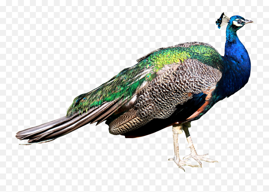 Free Peacock Transparent Download Free - Peacock Images Png Emoji,Peacock Emoticon