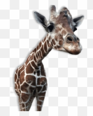 Download - Giraffepngtransparentimagestransparent Giraffe With Transparent Background Emoji,Giraffe Emoji