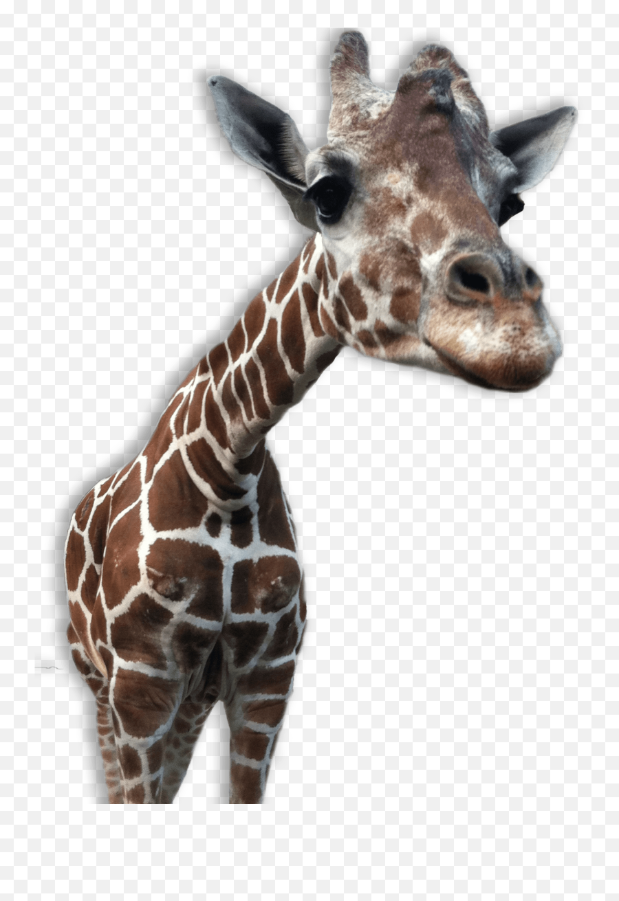 Download - Giraffepngtransparentimagestransparent Giraffe With Transparent Background Emoji,Giraffe Emoji