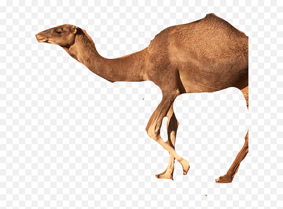 Sticker - Arabian Camel Emoji,Camel Emoji