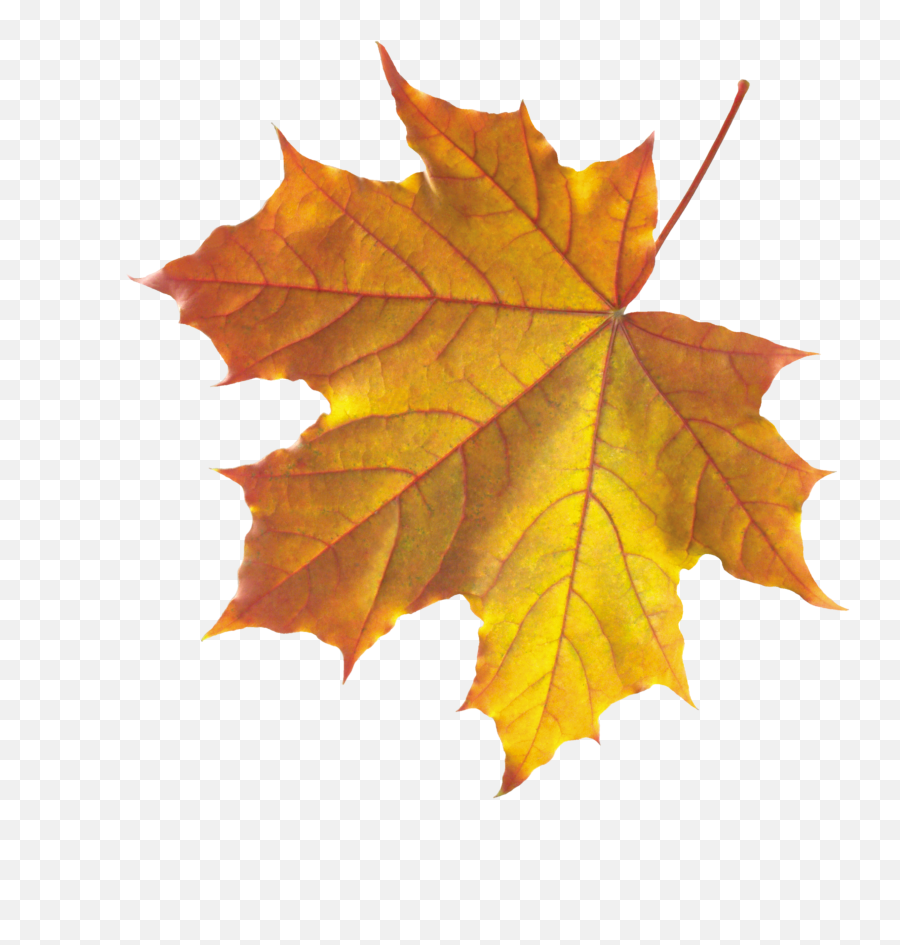 Drawing Wallpapers Autumn Transparent Png Clipart Free - Real Autumn Leaves Png Emoji,Fall Leaves Emoji