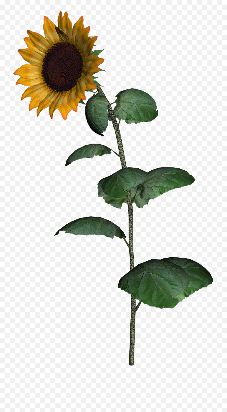 Sunflower Clipart With Leaf Png Images - Sunflower With Stem Transparent Background Emoji,Sunflower Emoji