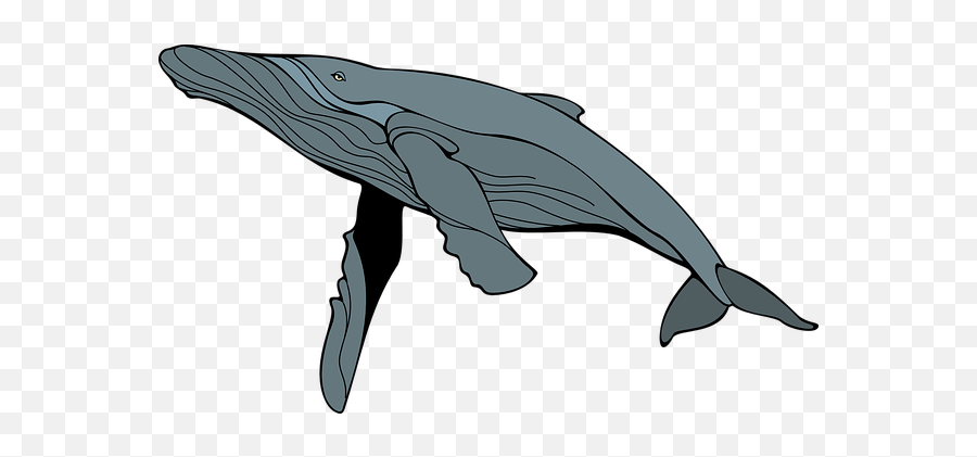 Free Whale Fish Illustrations - Humpback Whale Clipart Emoji,Emoji Free Whale