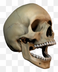 Skull Png And Vectors For Free Download - 3d Skull Transparent Emoji,Skull Water Skull Emoji