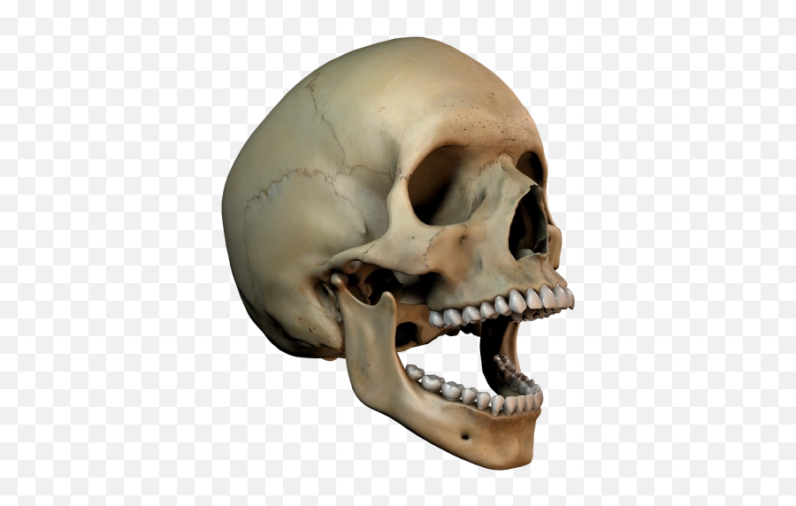 Skull Png And Vectors For Free Download - 3d Skull Transparent Emoji,Skull Water Skull Emoji