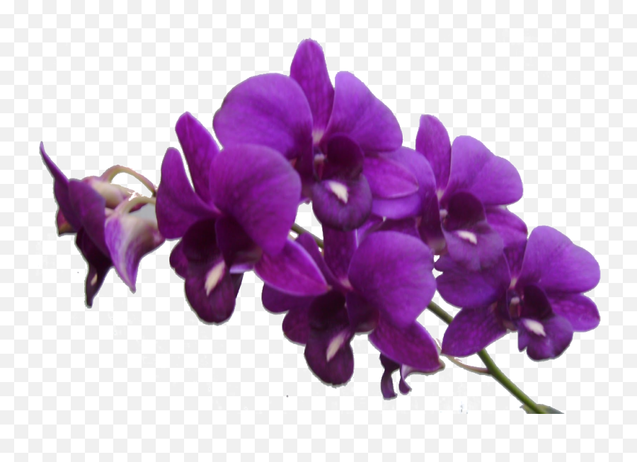 Flower Purple Violet Clip Art - Purple Flower Frame Png Res Transparent Purple Flowers Png Emoji,Purple Flower Emoji