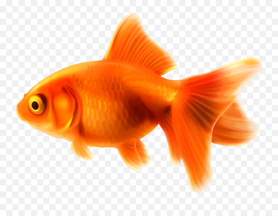 Free Gold Fish Clipart Download Free Clip Art Free Clip - Goldfish Clipart Png Emoji,Tropical Fish Emoji