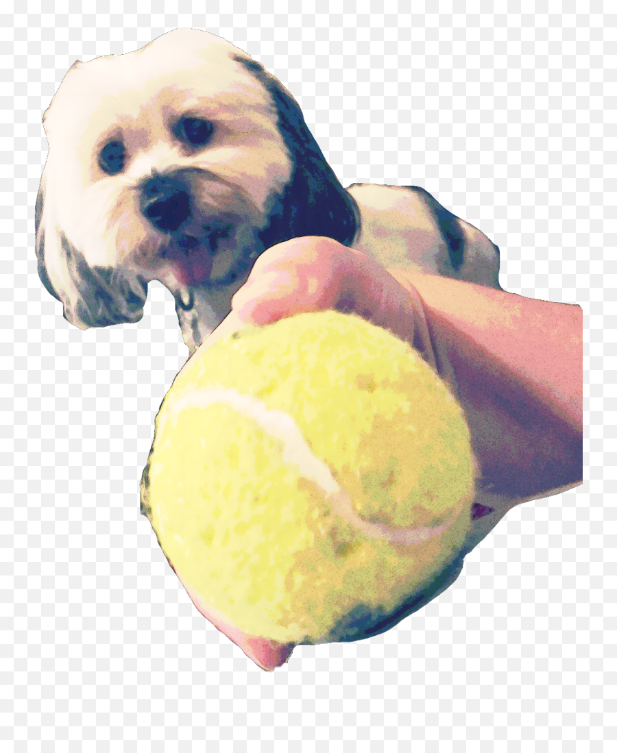 Oreo His Tennis Ball My Hand - Morkie Emoji,Tennis Ball Emoji