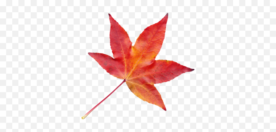 Autumn Leaves Clipart Png File - Fall Transparent Leaf Png Emoji,Autumn Leaf Emoji