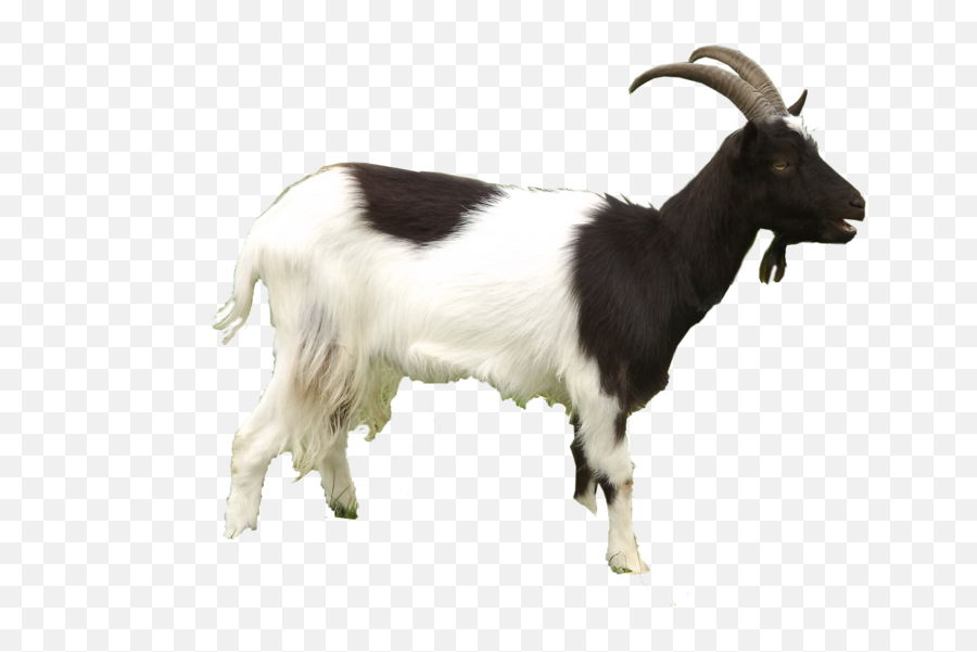 Goat Png Image - Goat Png Emoji,Goat Emoji Png