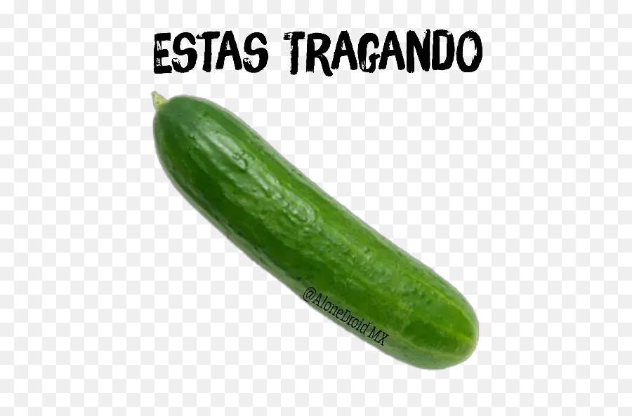 Frutas Y Verduras Stickers For Whatsapp - Cucumber Emoji,Cucumber Emoji