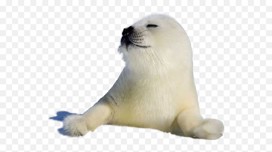 Seals - California Sea Lion Emoji,Sea Lion Emoji