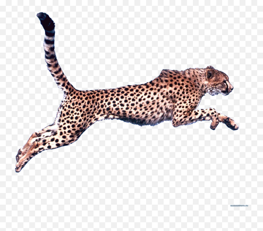 Transparent Background Cheetah Clipart - Transparent Cheetah Clipart Emoji,Cheetah Emoji