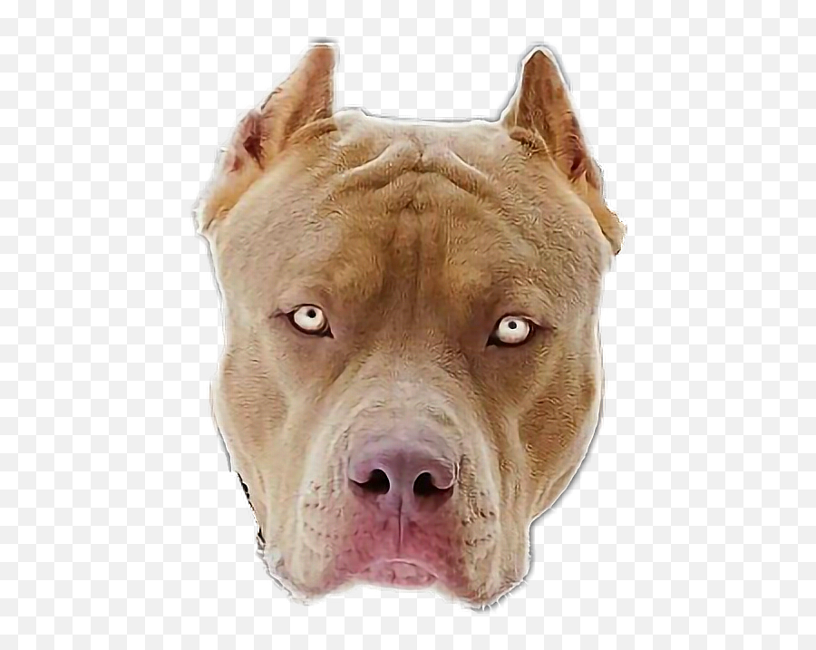 Pitbull - Pit Bull Emoji,Pitbull Emoji