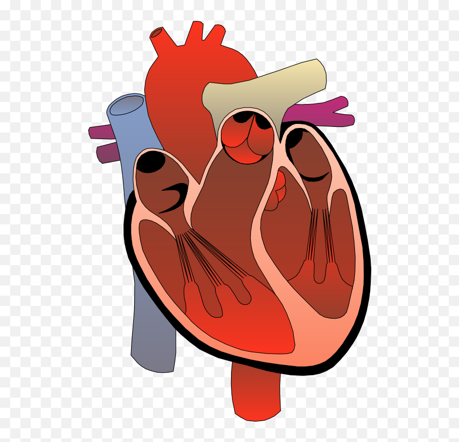 Human Heart Clipart Gif - Heart Clipart Medical Emoji,Animated Beating Heart Emoji