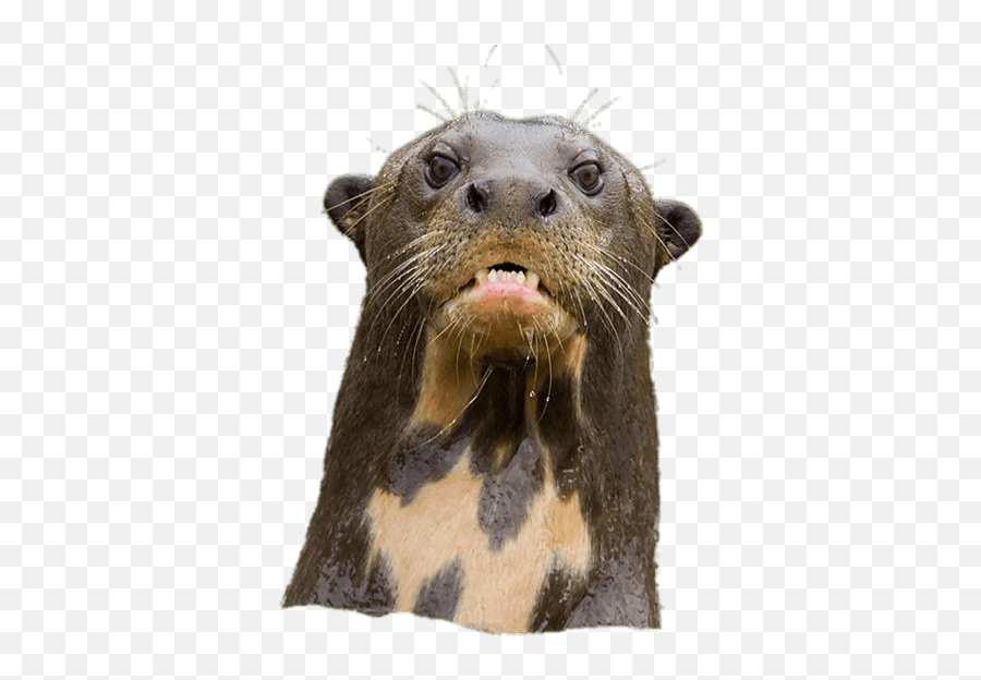 Download Angry Giant River Otter - Otter Png Emoji,Otter Emoji
