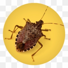 Transparent Bugs Brown u0026 PNG Clipart Free - Do Stink Smell Like Emoji