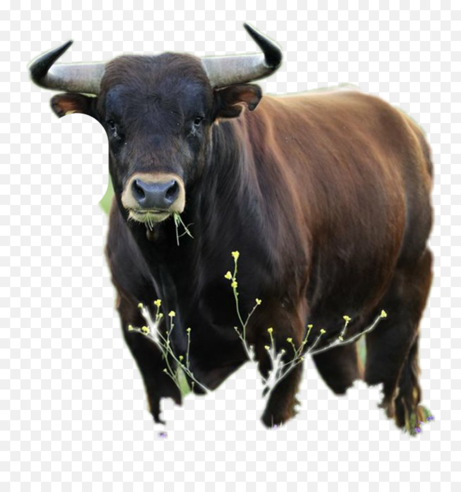 Popular And Trending Ox Stickers On Picsart - Taurus Animal Emoji,Ox Emoji