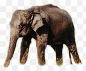 Largest Collection Of Free - Spirituality Credo Mutwa Quotes Emoji,Elephant Emojis
