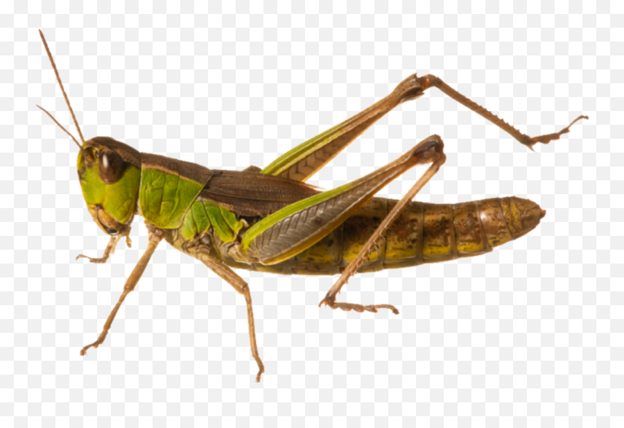 Alexandra Pastuschka Langner - Transparent Image Of Grasshopper Emoji,Grasshopper Emoji