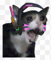 Crying Emoji Meme - Sad Cat Discord