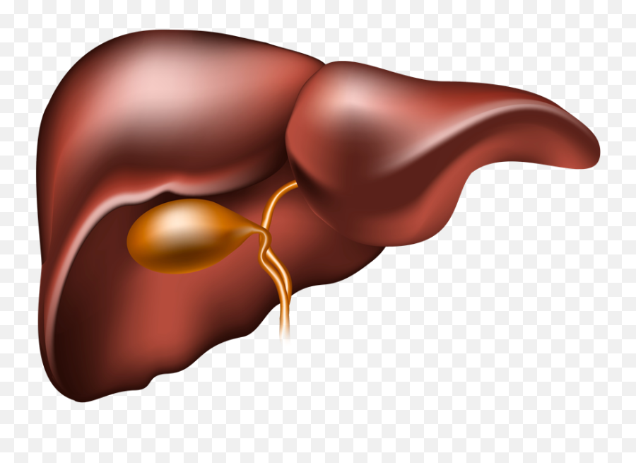 Liver Clipart Liver Disease - Do We Need Liver Protection Emoji,Liver Emoji