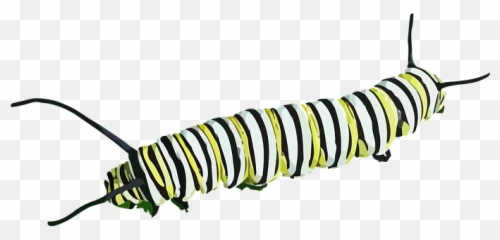 Free Caterpillar Worm Vectors - Caterpillar Transparent Background Emoji,Caterpillar Emoji