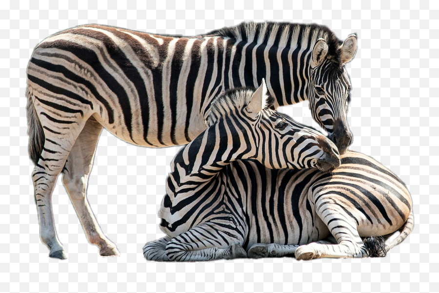 Zebra Zebras Animal - Zebra Emoji,Zebra Emoji