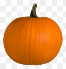 Uncategorized u2013 Page Whatu0027s Trending on Twitter - Transparent Background Pumpkin Emoji