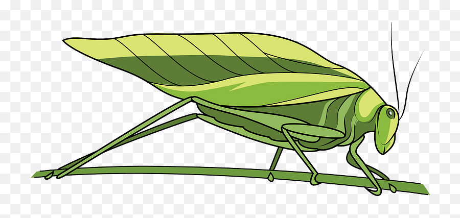 Katydid Leaf Bug Clipart - Parasitism Emoji,Grasshopper Emoji
