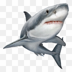 Shark Png Sticker by lll - Transparent Background Emoji