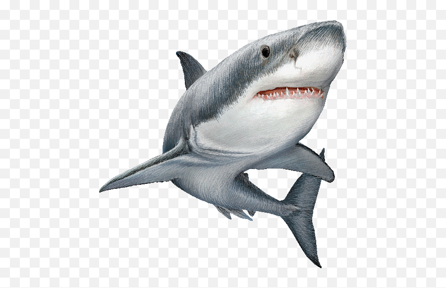Shark Png Sticker By Lll - Shark Transparent Background Emoji,Shark Emoji Text