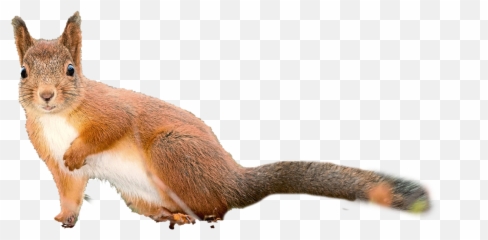 Squirrel Clipart Transparent Background - Eurasian Red Squirrel Emoji,Squirrel Emoticon