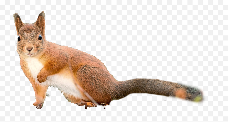 Squirrel Clipart Transparent Background - Eurasian Red Squirrel Emoji,Squirrel Emoticon
